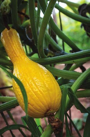 It’s Time To Start Fall Garden Planning