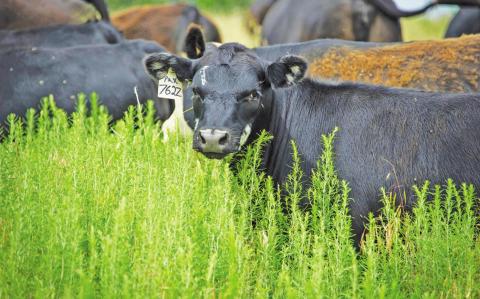 Continue testing for nitrate toxicity in forage plants