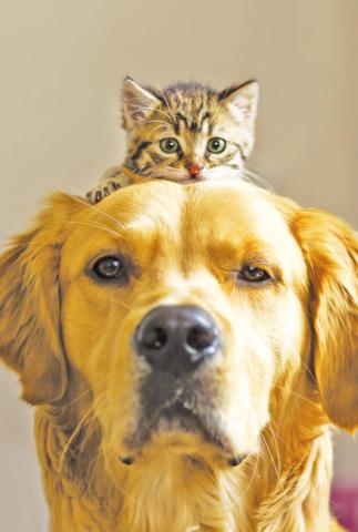 Oklahomans saved 73,051 shelter dogs and cats in 2021